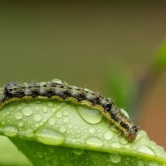 Helicoverpa (genus) (A bollworm) at Wingecarribee Local Government Area - 10 Dec 2023 by Aussiegall