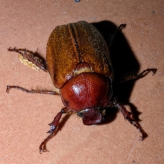 Antitrogus morbillosus (Tableland pasture scarab) at Lions Youth Haven - Westwood Farm - 10 Dec 2023 by HelenCross