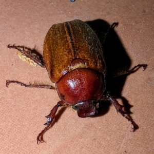 Antitrogus morbillosus at Lions Youth Haven - Westwood Farm A.C.T. - suppressed