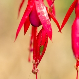 Caedicia simplex at Wingecarribee Local Government Area - suppressed