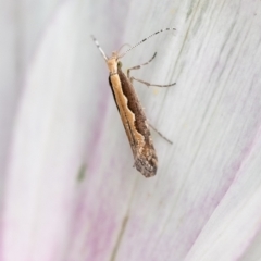 Plutella xylostella at Penrose, NSW - 10 Dec 2023 by Aussiegall