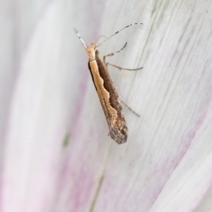 Plutella xylostella at Wingecarribee Local Government Area - suppressed