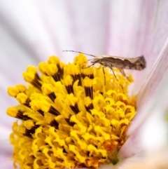 Plutella xylostella at Wingecarribee Local Government Area - suppressed