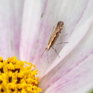 Plutella xylostella at Wingecarribee Local Government Area - suppressed