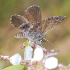 Neolucia agricola (Fringed Heath-blue) at Brindabella, NSW - 10 Dec 2023 by Harrisi