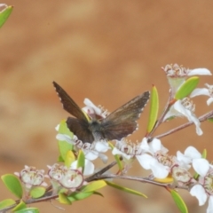 Neolucia agricola at Brindabella, NSW - 10 Dec 2023