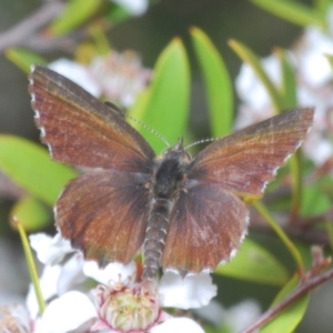 Neolucia agricola at Brindabella, NSW - 10 Dec 2023