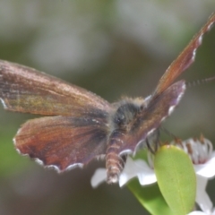 Neolucia agricola at Brindabella, NSW - 10 Dec 2023