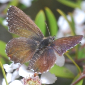 Neolucia agricola at Brindabella, NSW - 10 Dec 2023