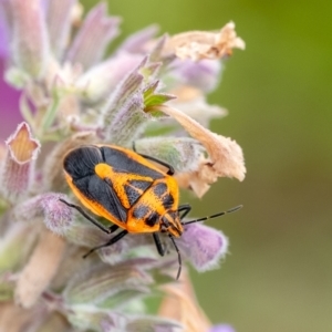 Agonoscelis rutila at Penrose - 10 Dec 2023