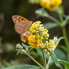 Heteronympha merope (Common Brown Butterfly) at Penrose, NSW - 10 Dec 2023 by Aussiegall