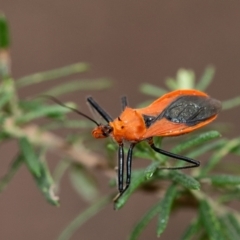 Gminatus australis (Orange assassin bug) at Penrose, NSW - 10 Dec 2023 by Aussiegall