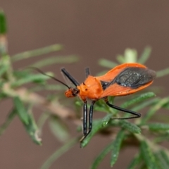 Gminatus australis (Orange assassin bug) at Penrose - 10 Dec 2023 by Aussiegall