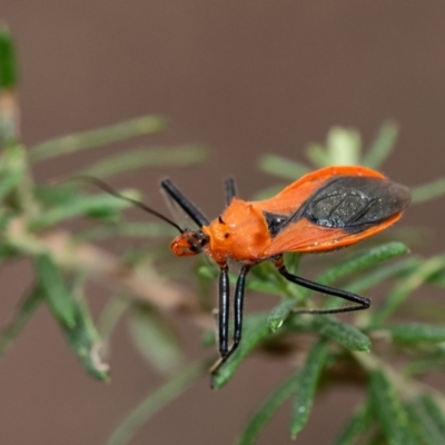Gminatus australis (Orange assassin bug) at Penrose - 10 Dec 2023 by Aussiegall