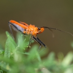 Gminatus australis at Penrose - 10 Dec 2023