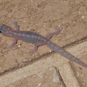 Christinus marmoratus at Stirling, ACT - suppressed