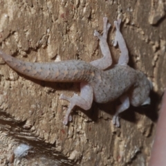 Christinus marmoratus at Stirling, ACT - 10 Dec 2023