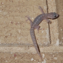 Christinus marmoratus at Stirling, ACT - suppressed