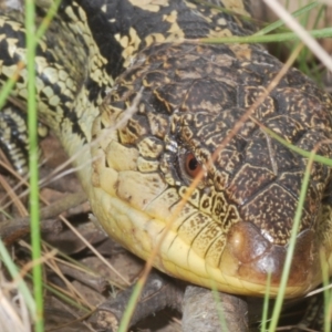 Tiliqua nigrolutea at Namadgi National Park - 10 Dec 2023