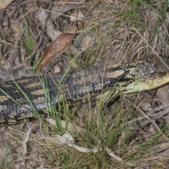 Tiliqua nigrolutea at Namadgi National Park - 10 Dec 2023