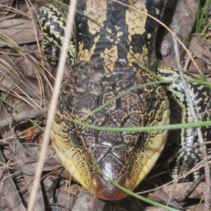 Tiliqua nigrolutea at Namadgi National Park - 10 Dec 2023