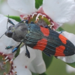 Castiarina interstincta (A jewel beetle) at Namadgi National Park - 10 Dec 2023 by Harrisi