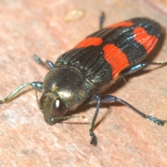 Castiarina interstincta at Namadgi National Park - 10 Dec 2023 11:33 PM