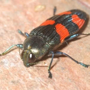 Castiarina interstincta at Namadgi National Park - 10 Dec 2023 11:33 PM