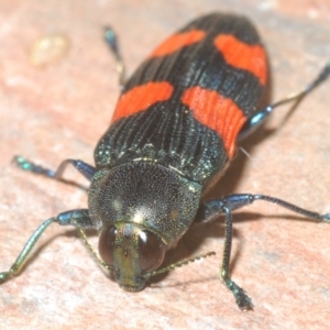 Castiarina interstincta at Namadgi National Park - 10 Dec 2023 11:33 PM