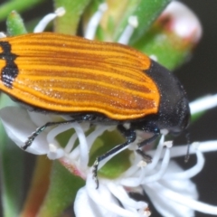 Castiarina balteata (A jewel beetle) at QPRC LGA - 9 Dec 2023 by Harrisi