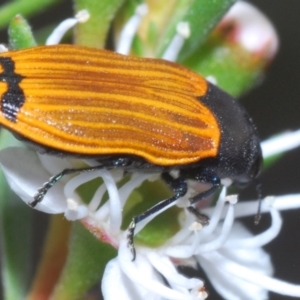Castiarina balteata (A jewel beetle) at Karabar, NSW by Harrisi