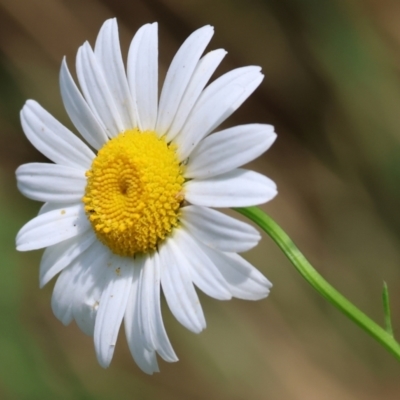 Unidentified Daisy at Beechworth Historic Park - 9 Dec 2023 by KylieWaldon