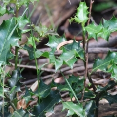 Ilex aquifolium (Holly) at Stanley, VIC - 10 Dec 2023 by KylieWaldon