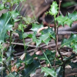 Ilex aquifolium at Stanley, VIC - 10 Dec 2023