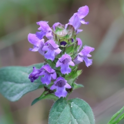 Prunella vulgaris (Self-heal, Heal All) at Stanley, VIC - 10 Dec 2023 by KylieWaldon