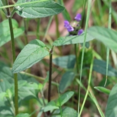 Prunella vulgaris at Stanley, VIC - 10 Dec 2023 10:43 AM