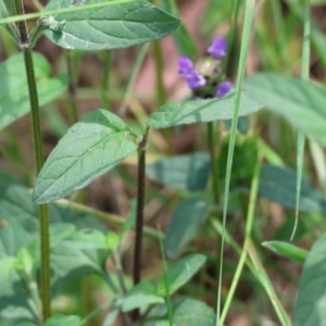 Prunella vulgaris at Stanley, VIC - 10 Dec 2023