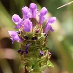 Prunella vulgaris at Stanley, VIC - 10 Dec 2023