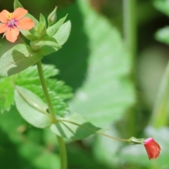 Lysimachia arvensis (Scarlet Pimpernel) at Stanley, VIC - 10 Dec 2023 by KylieWaldon