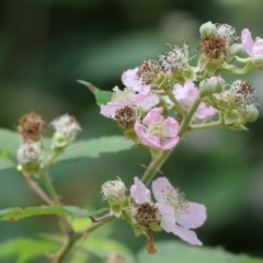 Rubus anglocandicans (Blackberry) at Stanley, VIC - 9 Dec 2023 by KylieWaldon