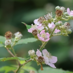 Rubus anglocandicans at Stanley, VIC - 10 Dec 2023 10:43 AM