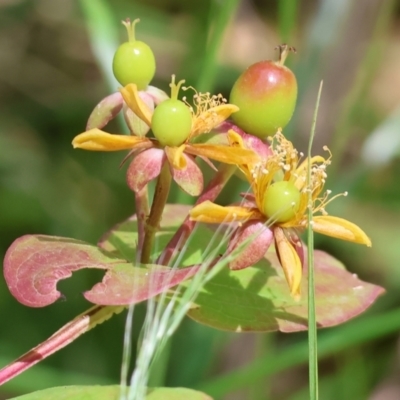 Unidentified Other Shrub at Beechworth Historic Park - 9 Dec 2023 by KylieWaldon