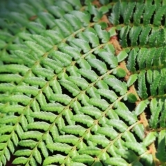 Dennstaedtiaceae (family) (A bracken or ground fern) at Stanley, VIC - 10 Dec 2023 by KylieWaldon