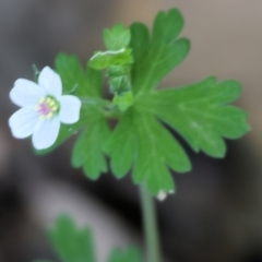 Geranium sp. (Geranium) at Stanley, VIC - 10 Dec 2023 by KylieWaldon