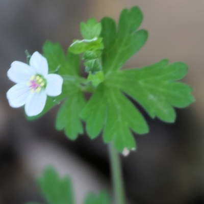 Geranium sp. (Geranium) at Stanley, VIC - 10 Dec 2023 by KylieWaldon