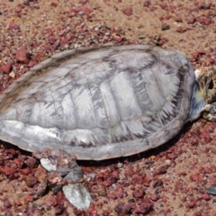 Chelonia mydas at Wellington Point, QLD - 10 Dec 2023 by TimL