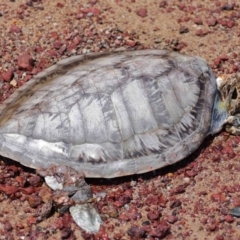 Chelonia mydas at Wellington Point, QLD - 9 Dec 2023 by TimL