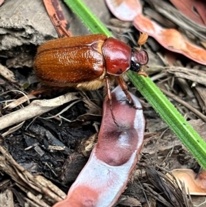 Antitrogus morbillosus at Weetangera, ACT - 11 Dec 2023