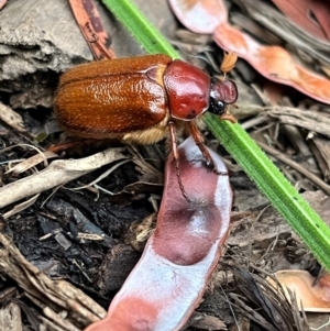 Unidentified Beetle (Coleoptera) at suppressed by Spar