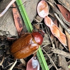 Antitrogus morbillosus at Weetangera, ACT - suppressed